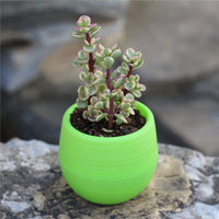 Succulents Flower Pots Mini Flower Pots Plastic Imitation Ceramic Stone Pill Flower Pots Color Full Resin Flower Pots